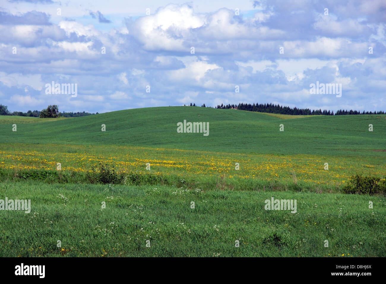 Landschaft mit einer grünen Wiese und bewölktem Himmel Stockfoto