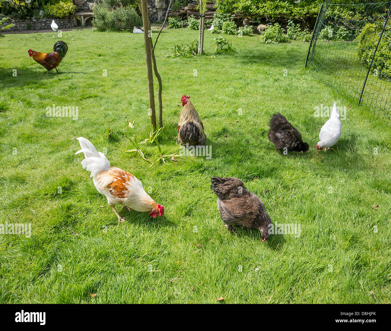 Haustier inländische Hühner im Garten Stockfoto