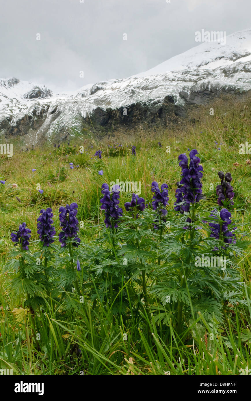 Aconitum, Aconitum, Nationalpark Hohe Tauern, Österreich Stockfoto