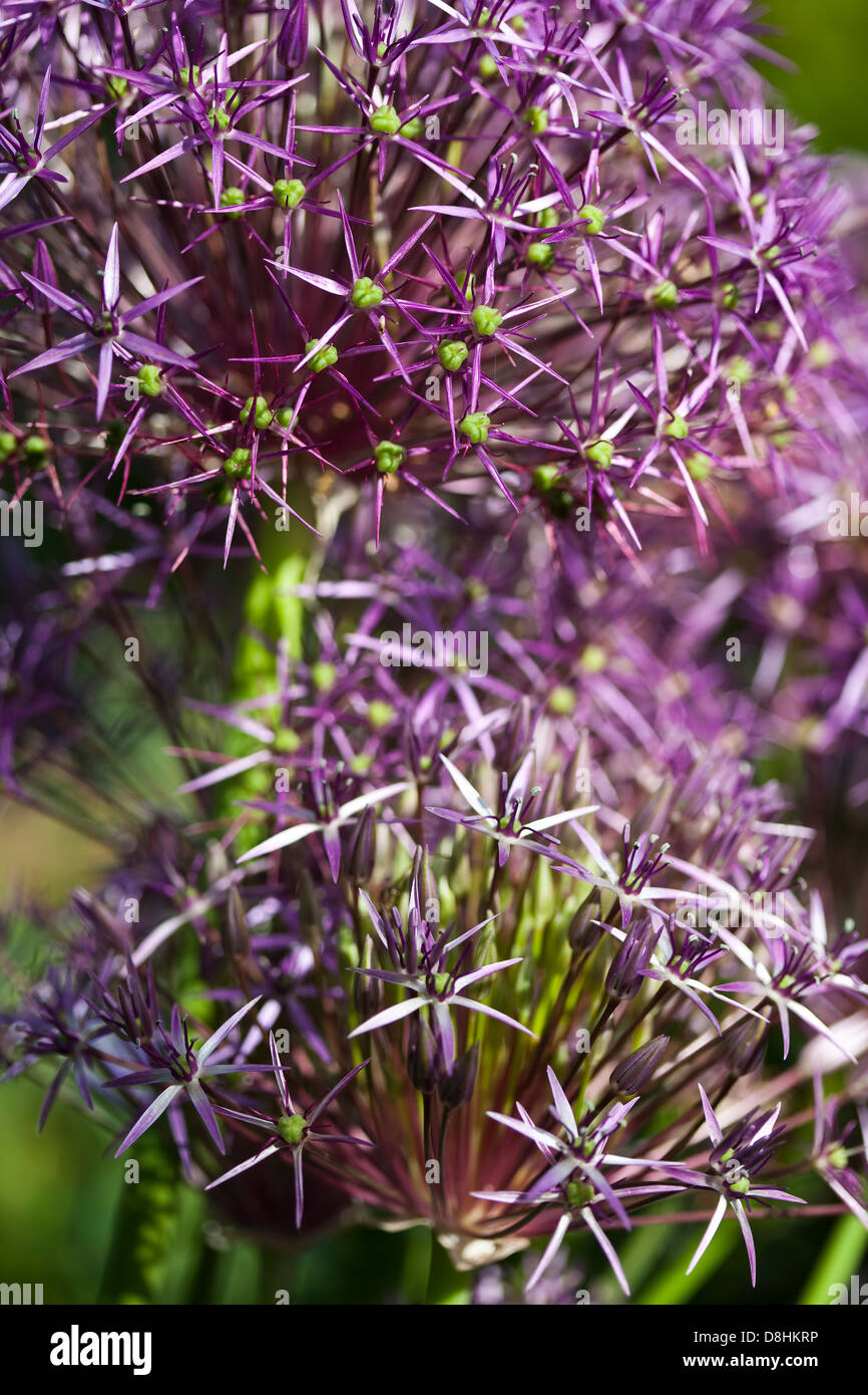 eine enge im Bild die Blütenköpfe von Allium Christophii Stockfoto