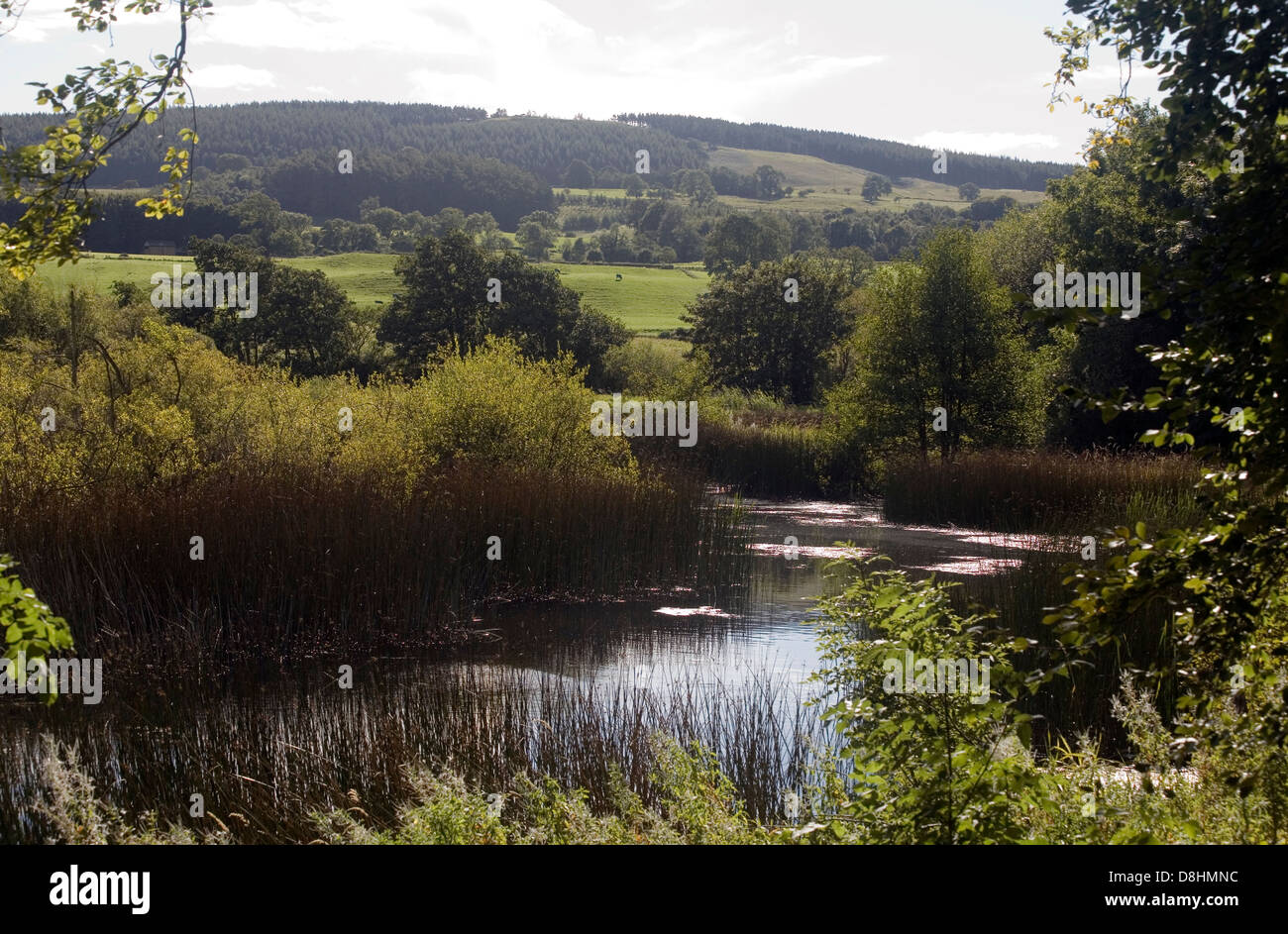 Teiche neben The River Ure fließt durch den unteren Teil des Wensleydale in der Nähe von Jervaulx Abtei Yorkshire Dales England Stockfoto