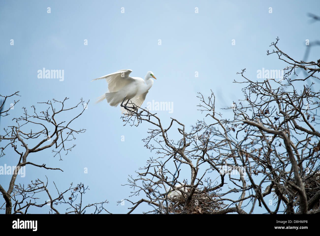 Ein Silberreiher, Ardea alba, Sitzstangen in einem tree top und wacht über seinen Kumpel in einem Nest in einem rookery in Oklahoma City, Oklahoma, USA. Stockfoto