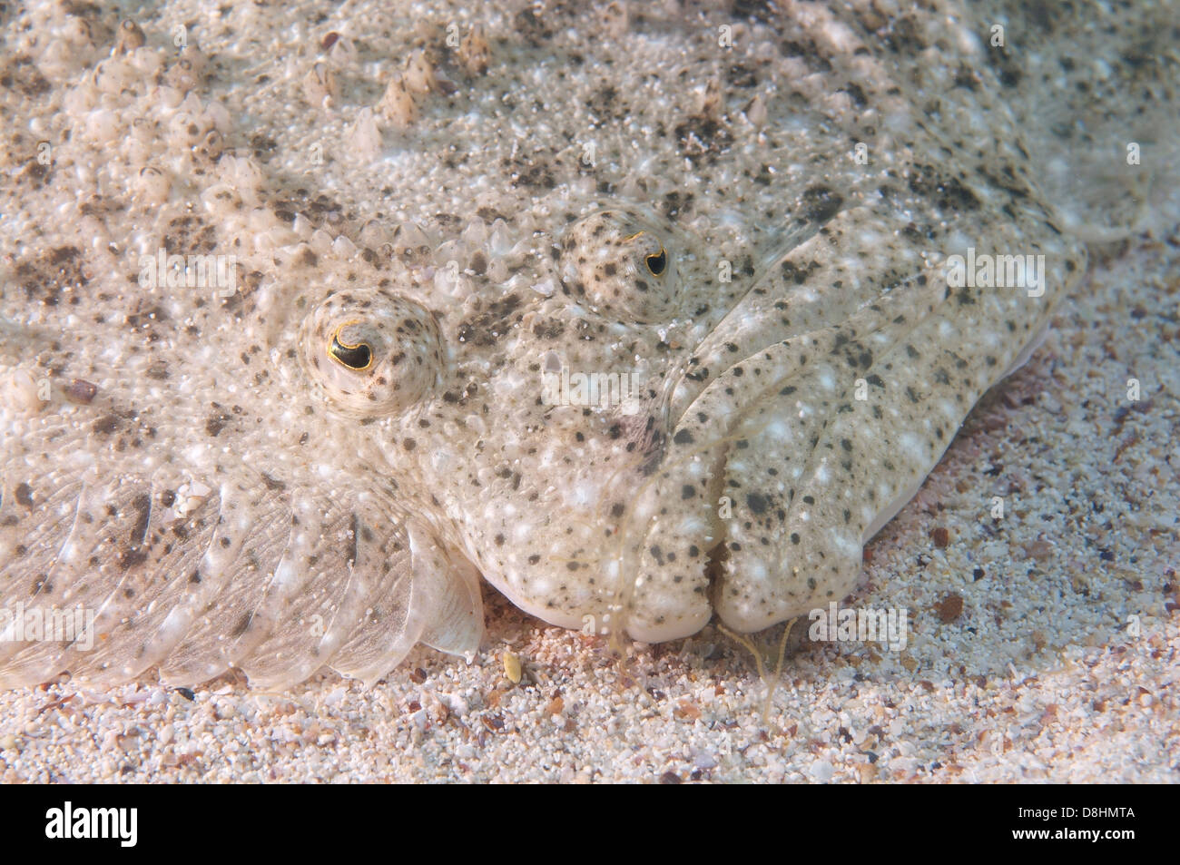 Schwarzmeer Steinbutt Kalkan (Psetta Maetica, Scophthalmus Maeoticus) Schwarzes Meer, Krim, Ukraine, Osteuropa Stockfoto