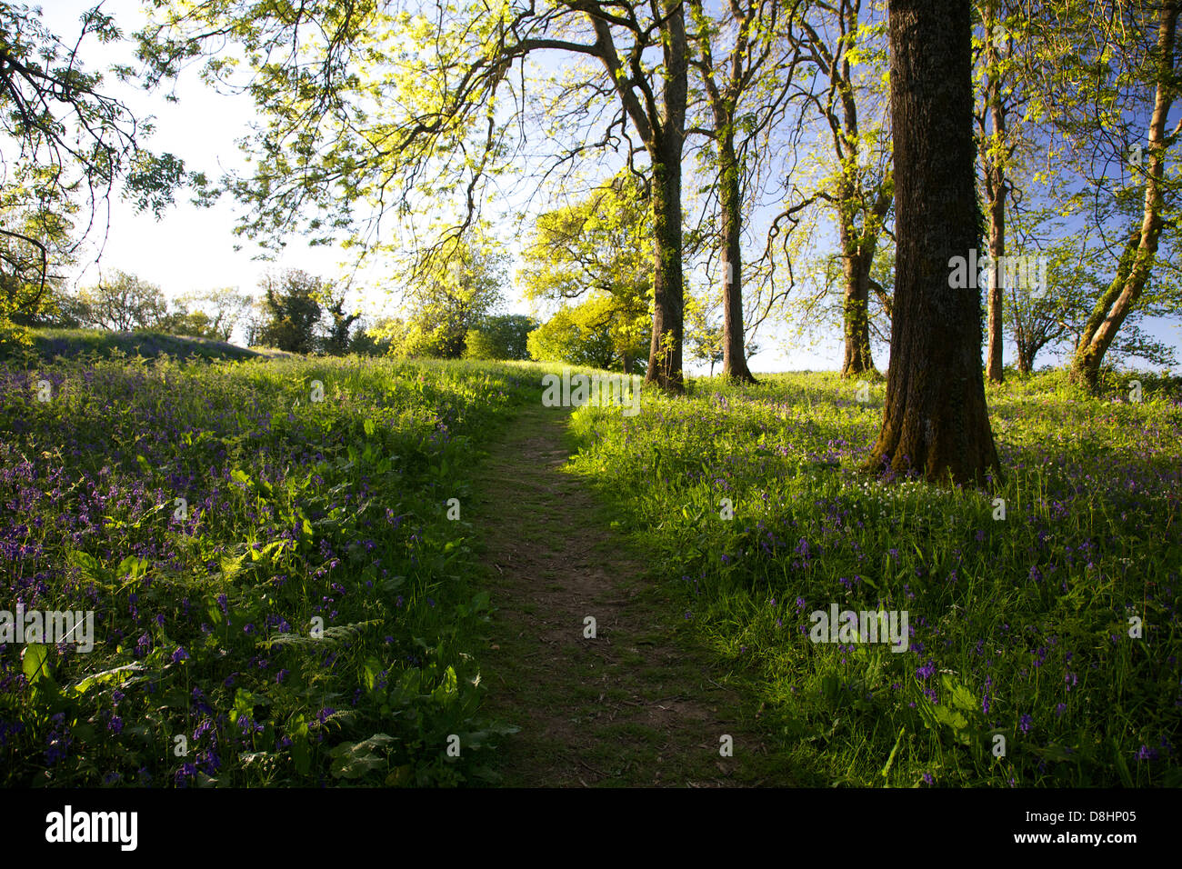 Britische Glockenblumen & Buche Bäume am Clytha Hill, Monmouthshire, South Wales Stockfoto