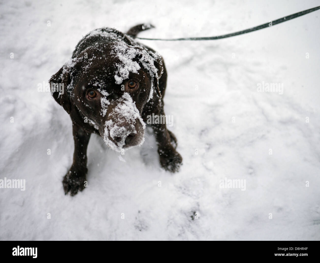 Hund an Wintertag (brauner Labrador Retriever 14 Jahre alt) Stockfoto