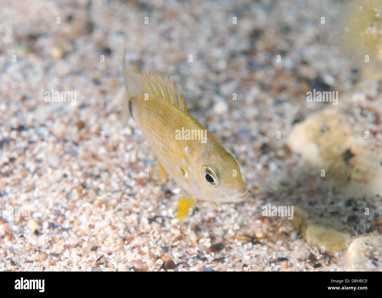 Ringförmige Goldbrasse oder Spar (Diplodus Annularis) Stockfoto
