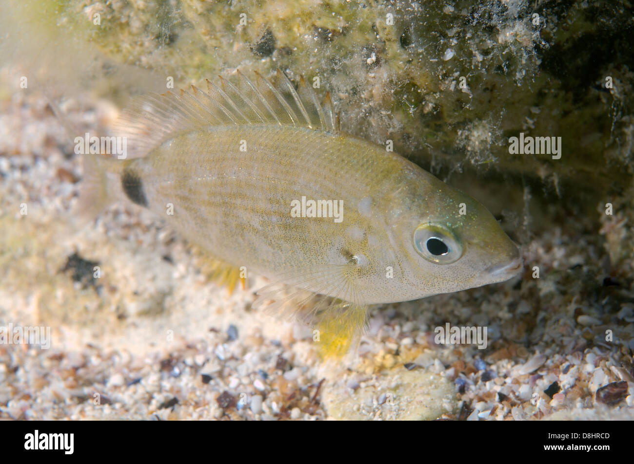 Ringförmige Goldbrasse oder Spar (Diplodus Annularis) Stockfoto