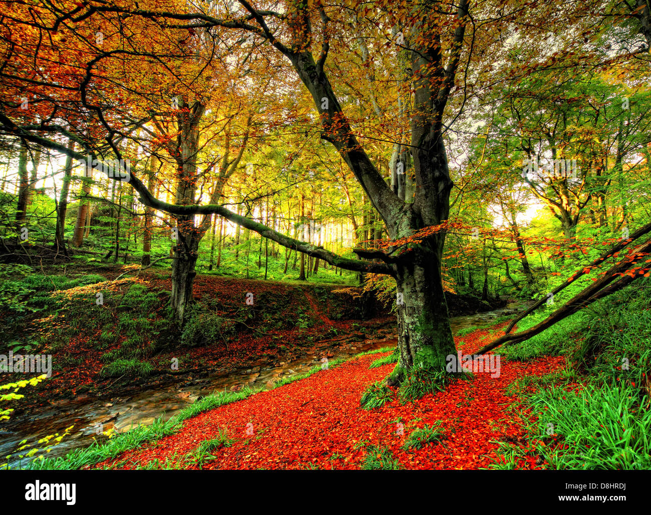 Herbstlichen Wald-Szene am Humbie Woods, East Lothian, Schottland, Vereinigtes Königreich Stockfoto