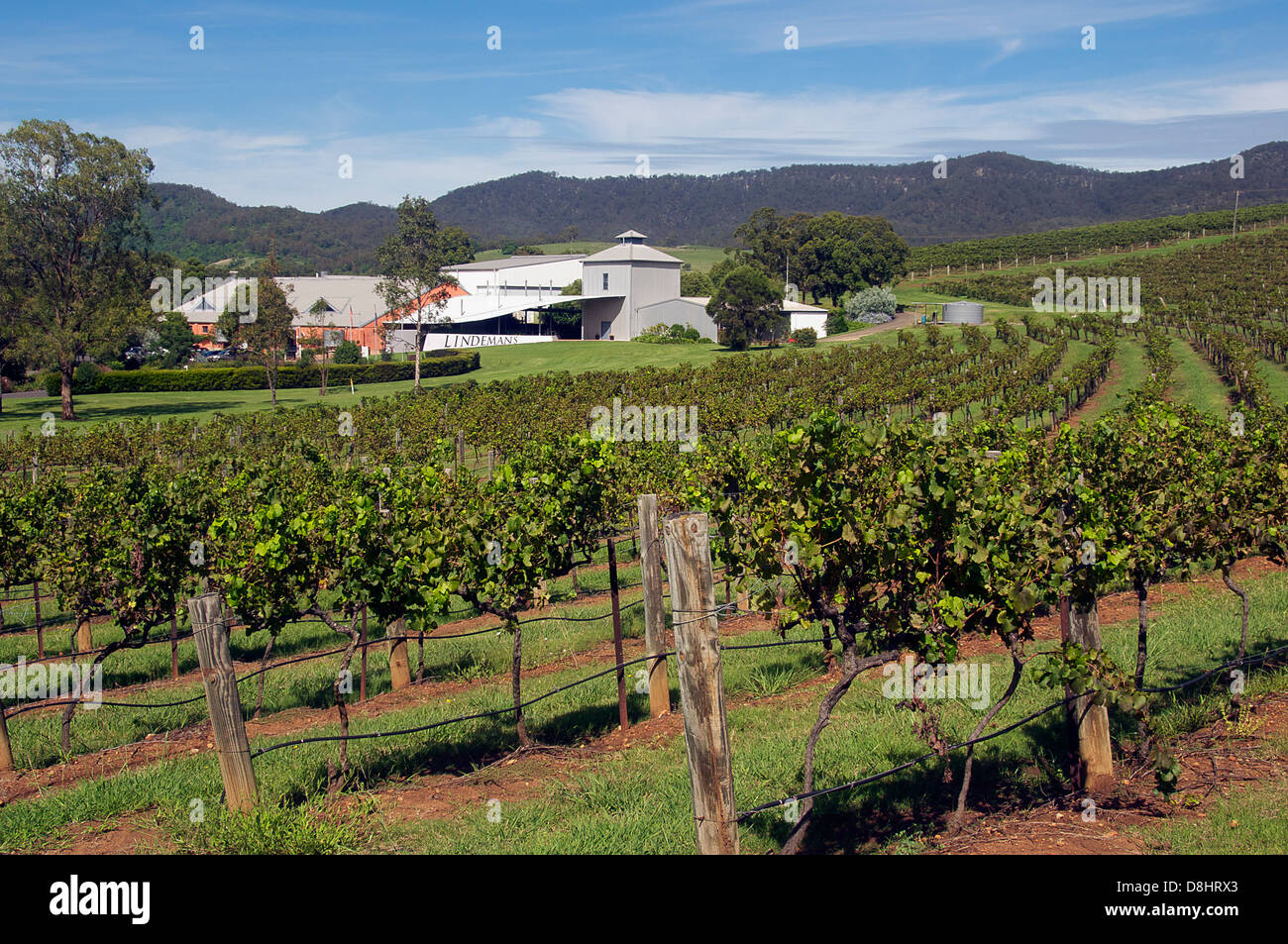 Lindermans Weinberg Hunter Valley New South Wales Australien Stockfoto