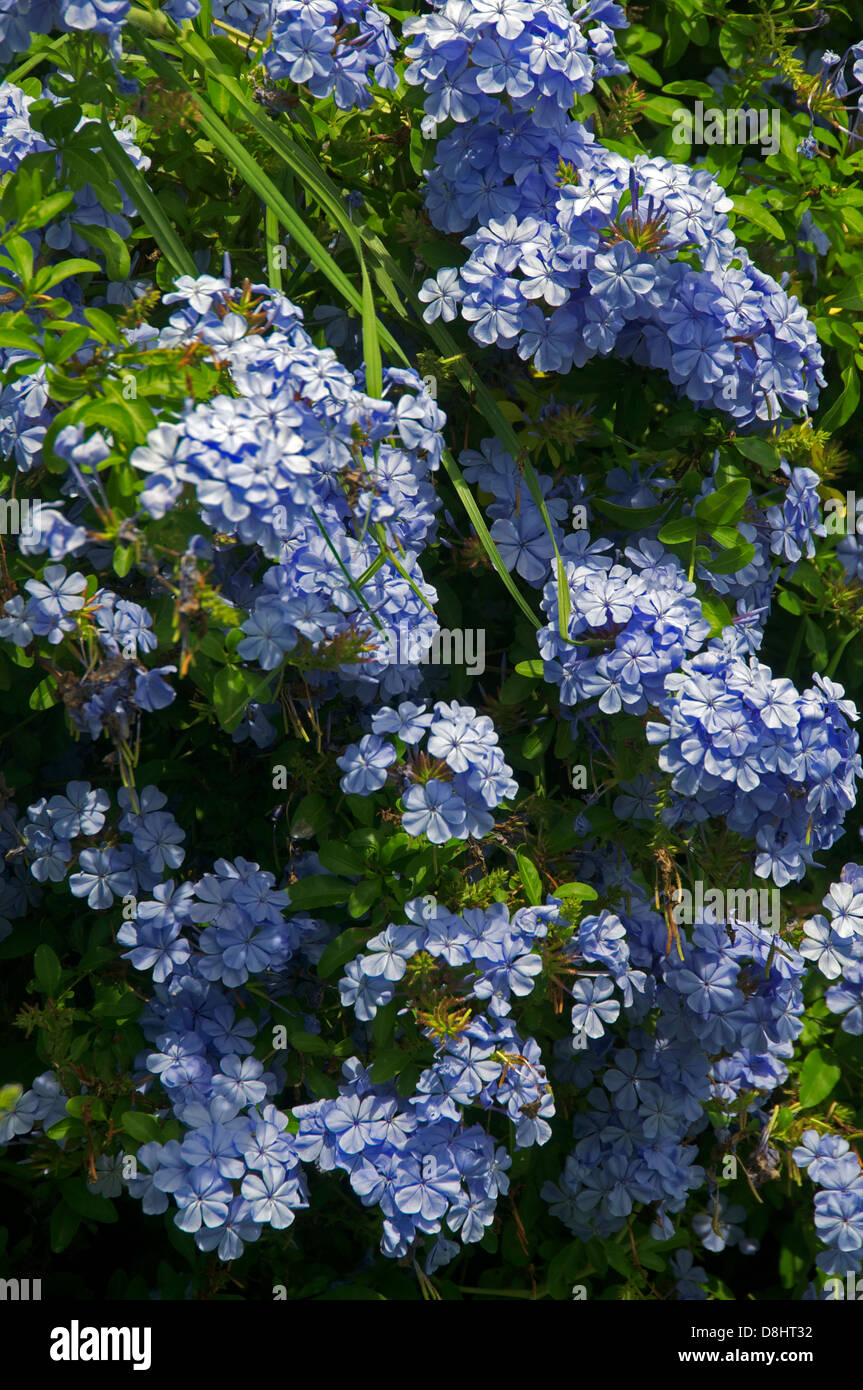 Plumbago Blüte Hunter Valley New South Wales Australien Stockfoto