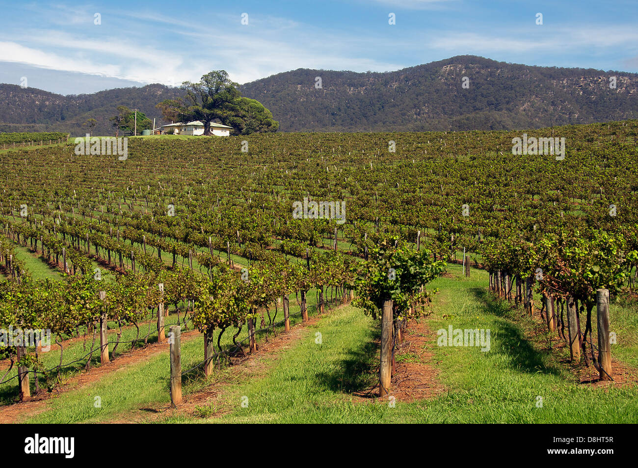 Weingut Hunter Valley NSW Australia Stockfoto