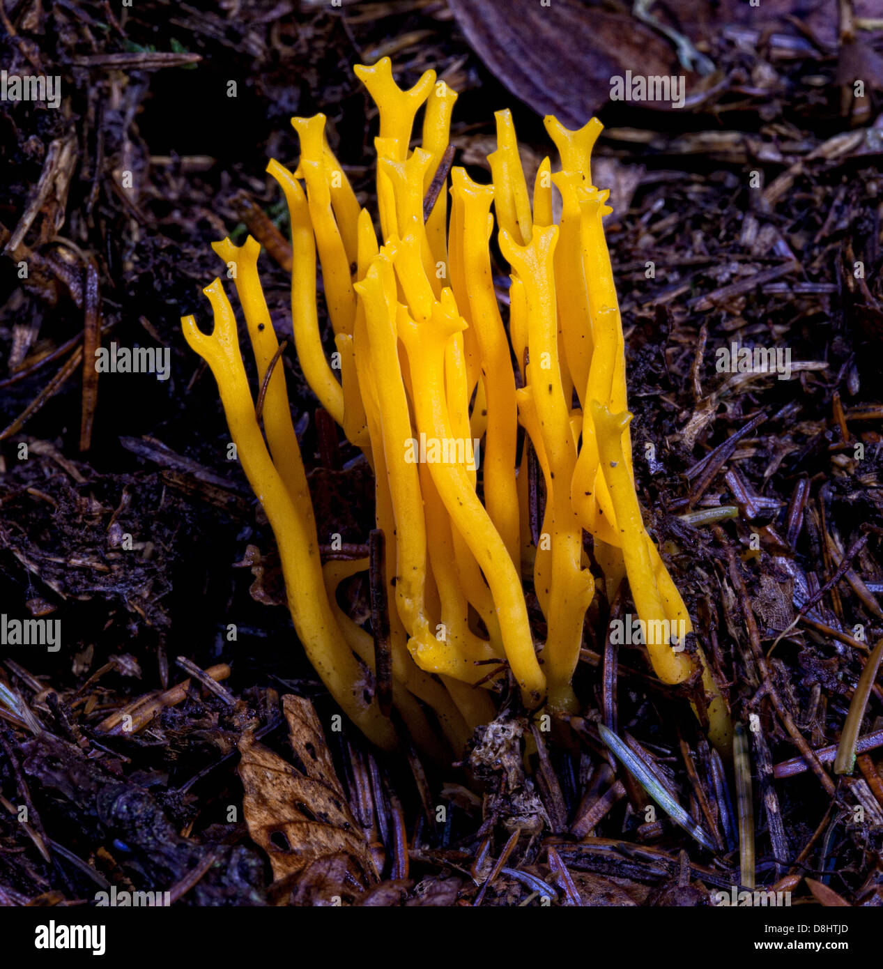 Calocera Viscsa, gemeinhin als gelber Stagshorn-Pilz bekannt, der in Waldgebieten in Schottland, Großbritannien, vorkommt Stockfoto