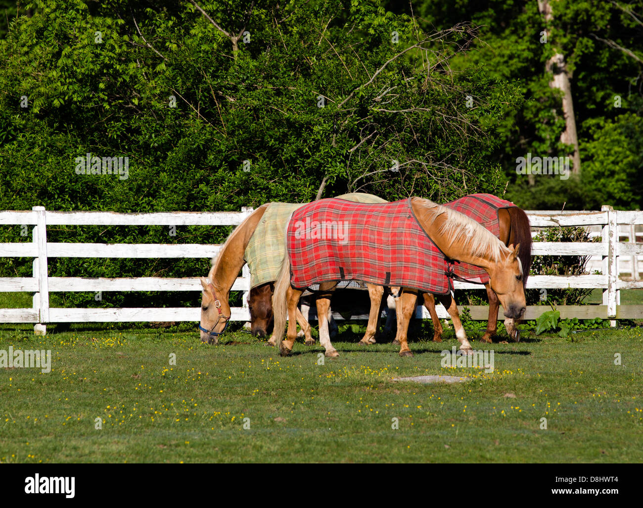 Pferde mit Pferd decken in einem Gehege. Stockfoto