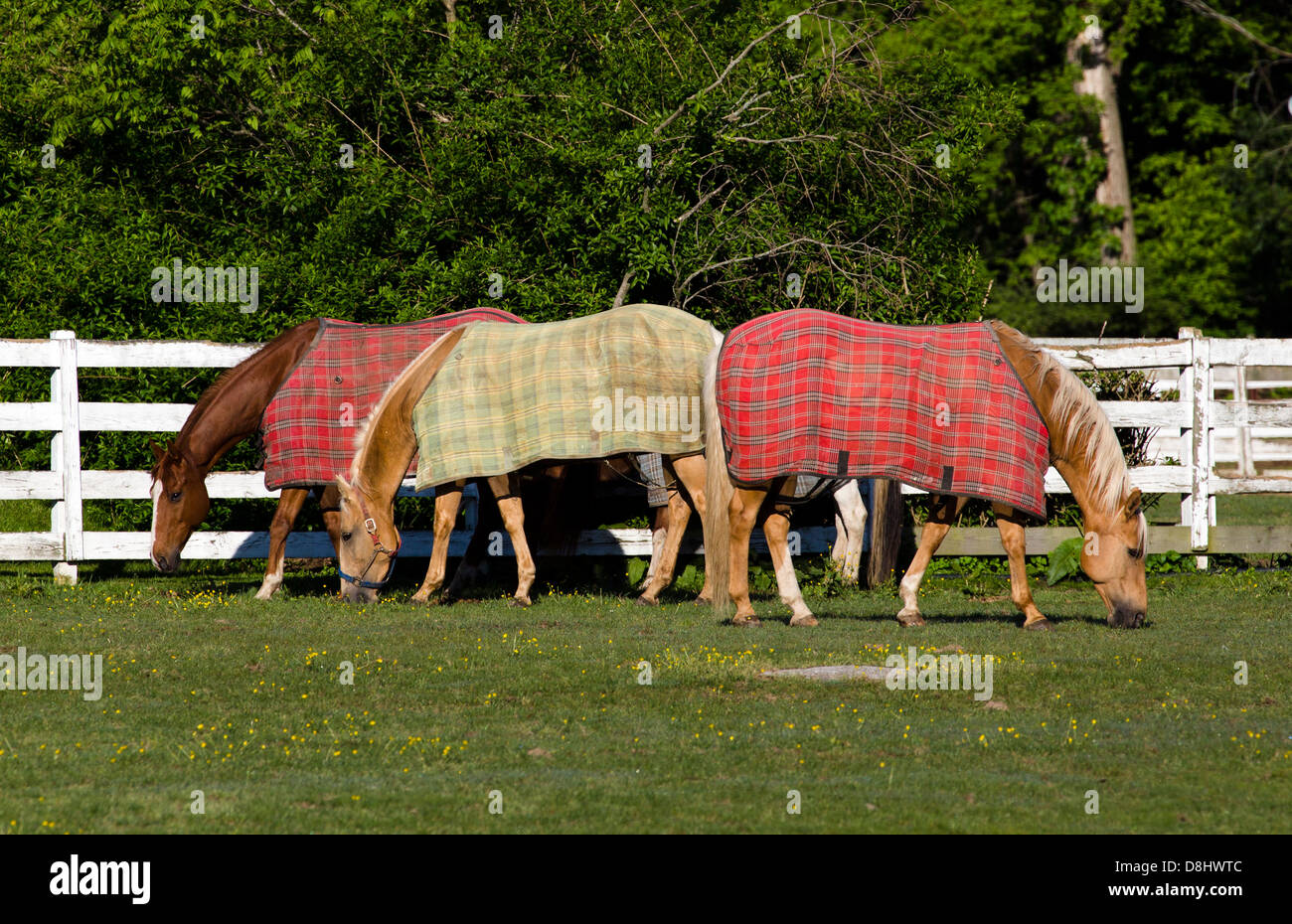 Pferde mit Pferd decken in einem Gehege. Stockfoto