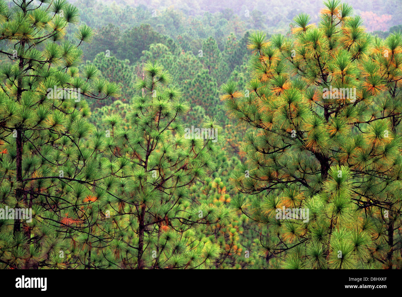 Elk283-4358 Louisiana, Kisatchie National Forest, Longleaf Kiefer Stockfoto