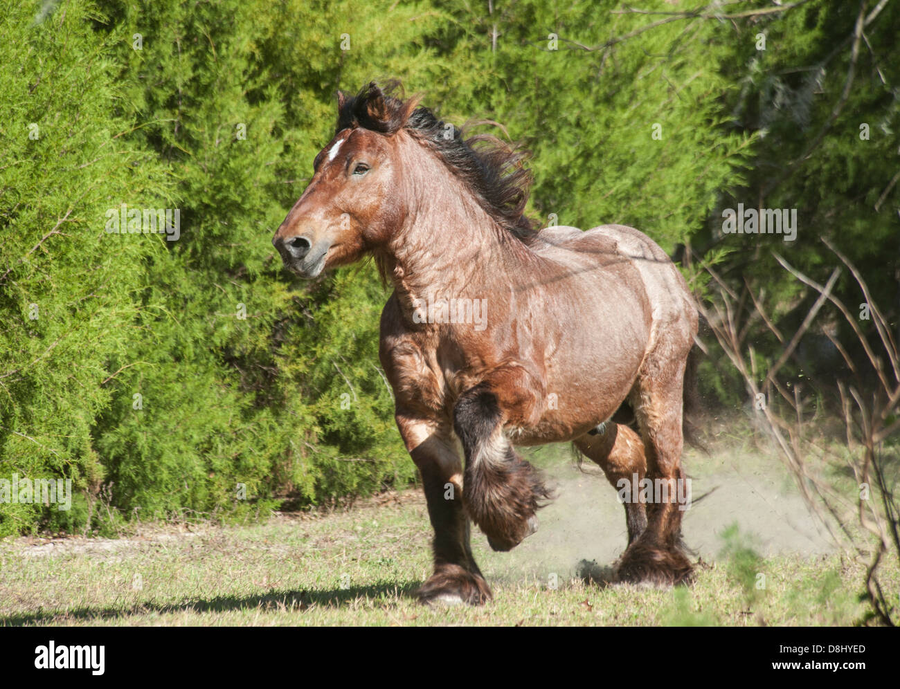 Ardenner Zugpferd Hengst Stockfoto