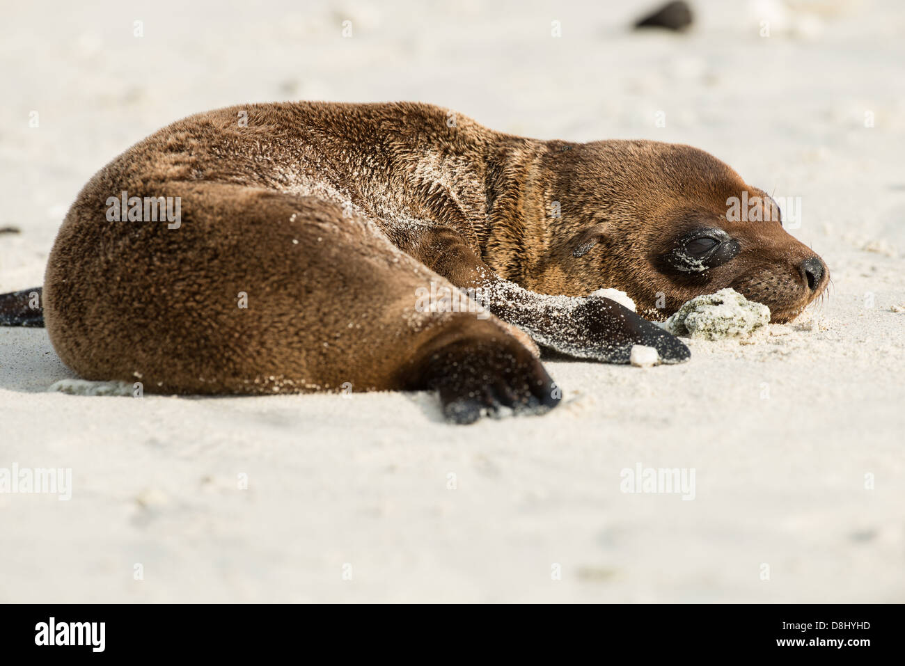 Galapagos versiegeln Löwen Pup am Strand von Chinesen Hut Insel. Stockfoto