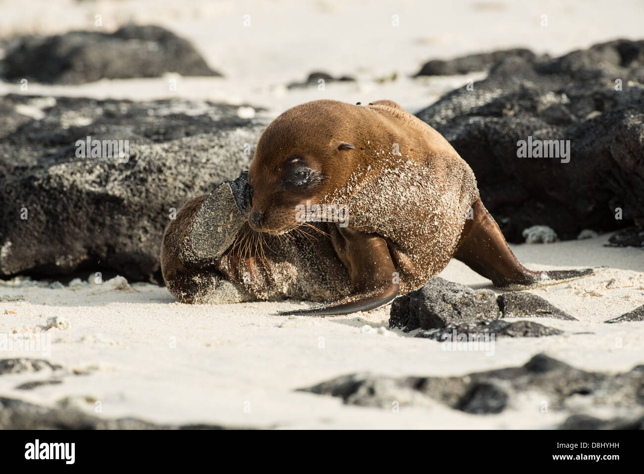 Galapagos versiegeln Löwen Pup am Strand von Chinesen Hut Insel. Stockfoto