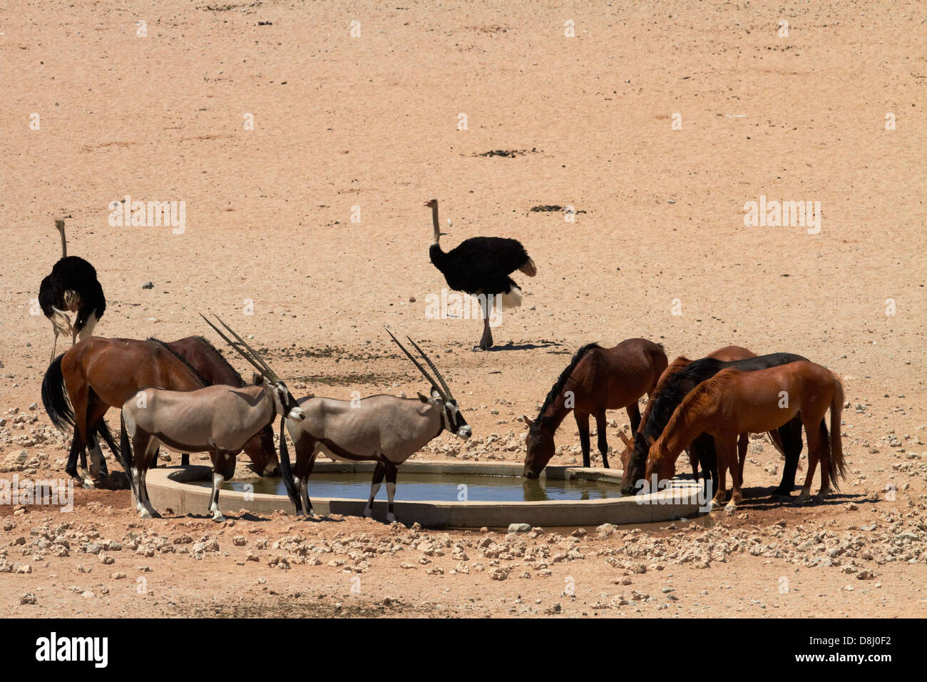 Wilde Pferde, Gemsbock (Oryx) und Strauße, Garub Wasserloch, Namib-Naukluft-Nationalpark, in der Nähe Aus, Südliches Namibia, Afrika Stockfoto