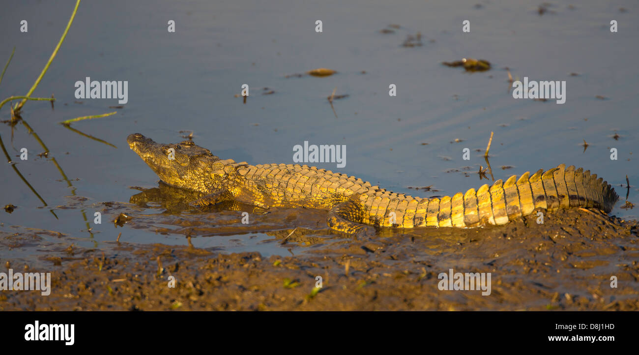 Krokodil junge Sonnenbaden Stockfoto