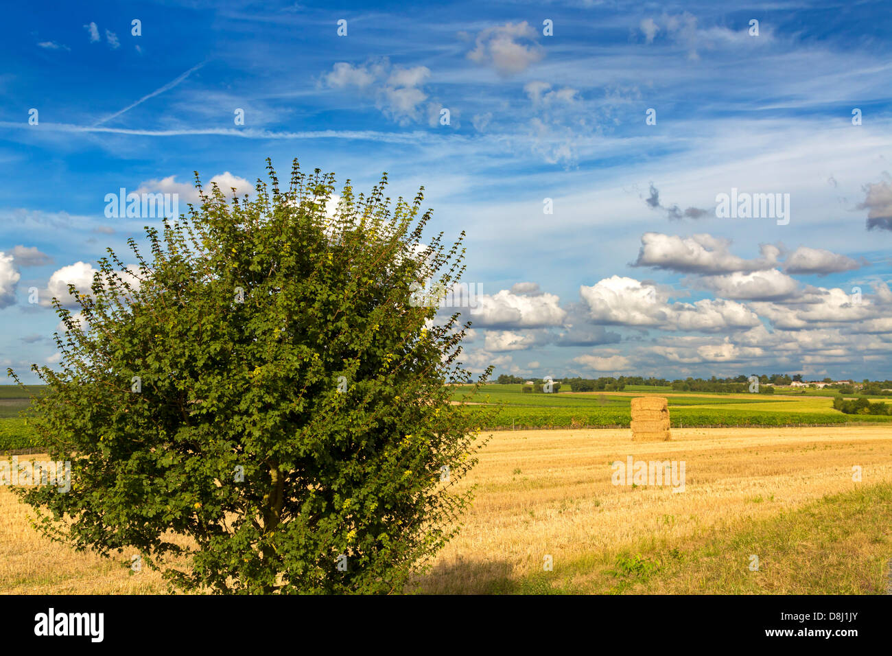 Offene Felder in der Nähe von Gourville, Charente Maritime, Frankreich Stockfoto