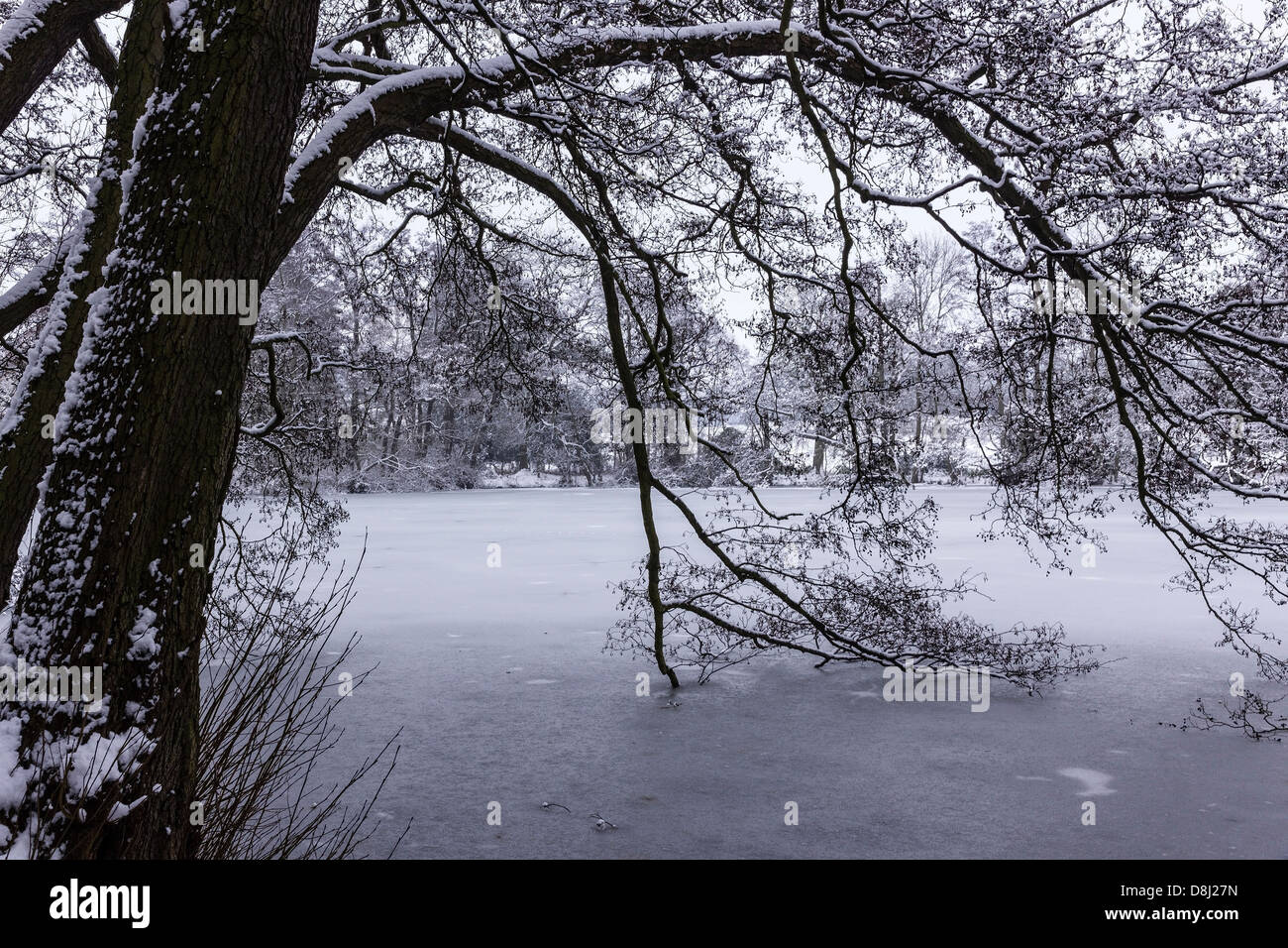 Verschneite Ast eines Baumes, die bogenförmig in zugefrorenen See im Winter, Grantham, UK. Stockfoto