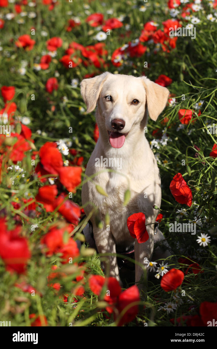 sitzen-Mischling Stockfoto