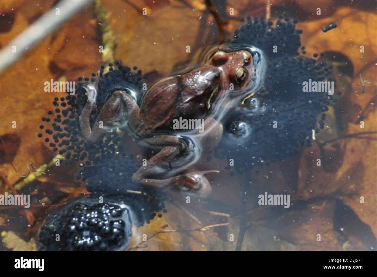 Dieses Bild zeigt einen Frosch mit Eiern, ein häufiger Anblick während der Brutsaison. Frösche legen ihre Eier in Wasser, wo sich die Kaulquetschen entwickeln und sich schließlich in Erwachsene Frösche verwandeln. Stockfoto
