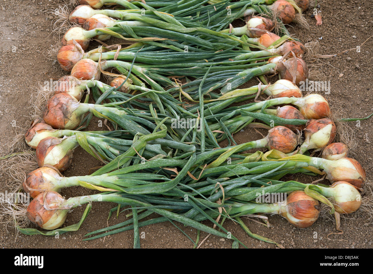 Reifen Zwiebel Ernte auf Feld Stockfoto