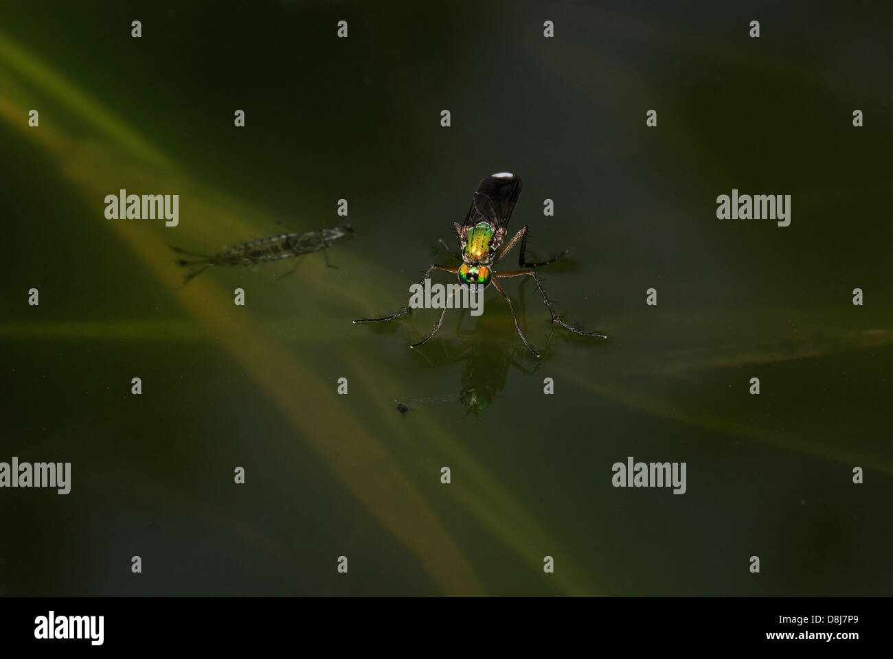 Grüne langbeinige Fly Stockfoto