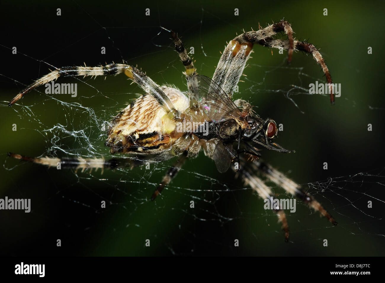 Ansicht von unten einer Spinne Stockfoto