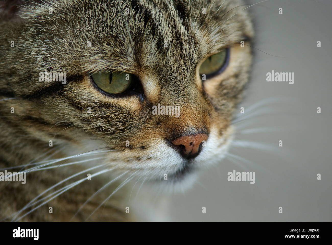 Eine Tabby Katze Stockfoto