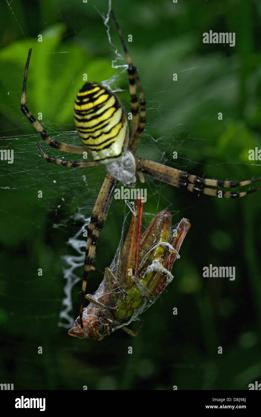 Wasp Spider mit Schwimmhäuten Beute Stockfoto