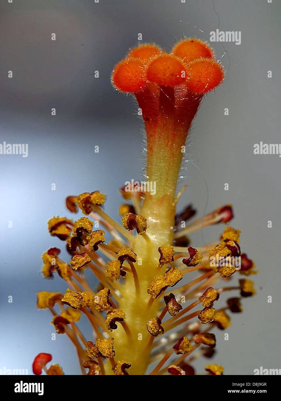 Das Bild zeigt Nahaufnahmen von Hibiskus-Blüten und hebt die Staubblätter und Blütenstempel hervor. Hibiscus ist eine Gattung blühender Pflanzen, die für ihre großen, bunten Blüten bekannt ist. Die Staubblätter sind die männlichen Fortpflanzungsorgane, während die Blütenstempel die weiblichen Teile der Blüte sind. Diese Blüten werden oft für Zierzwecke und in traditionellen Kräuterheilmitteln verwendet. Sie gedeihen in tropischen und subtropischen Klimazonen. Stockfoto