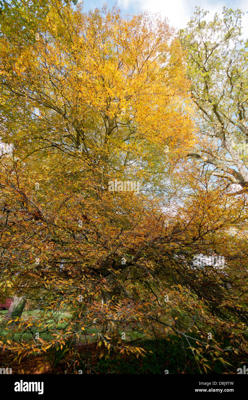 FAGUS SYLVATICA ASPLENIFOLIA Stockfoto