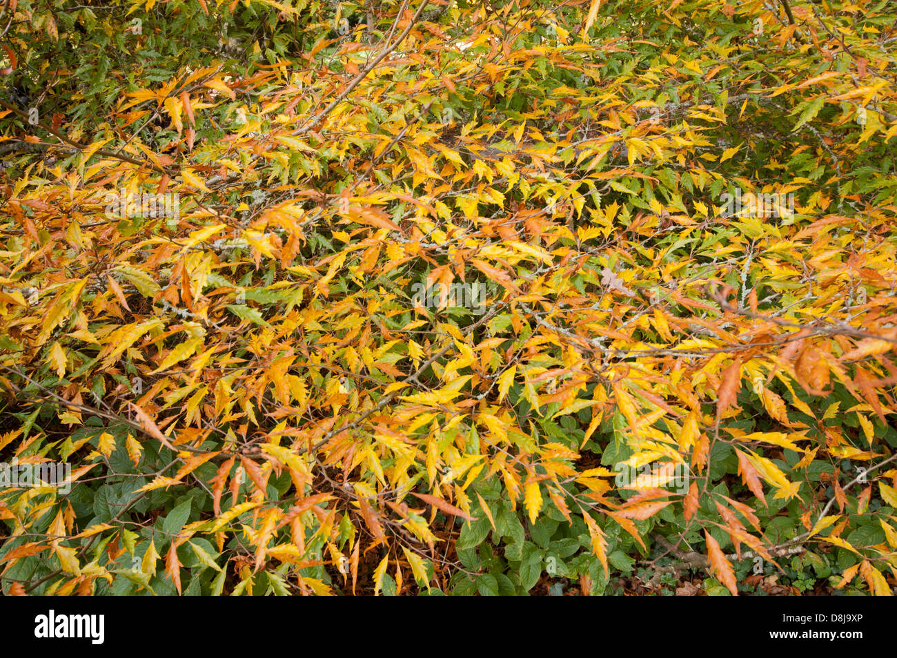 FAGUS SYLVATICA ASPLENIFOLIA Stockfoto