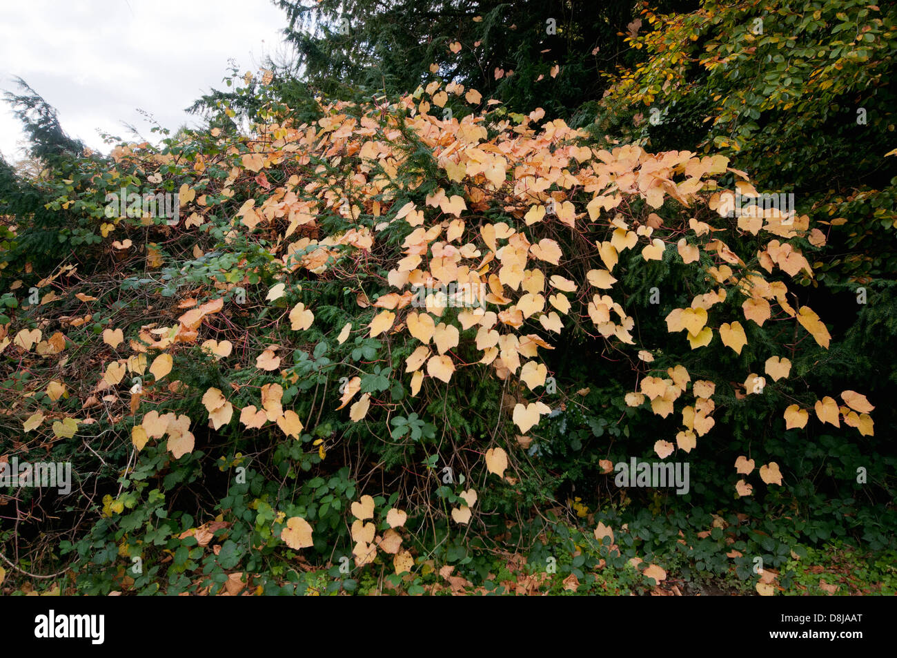 Disanthus cercidifolius Herbstfarbe Stockfoto