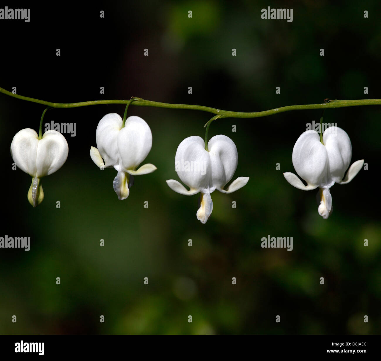 Tränendes Herz Blumen im Garten Stockfoto
