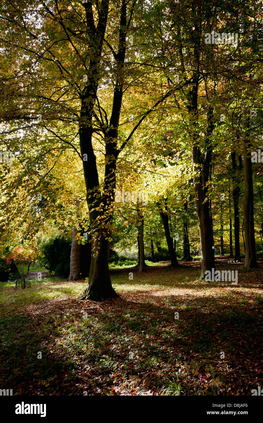 FAGUS SYLVATICA ZÜNDETEN ARBORETUM Stockfoto