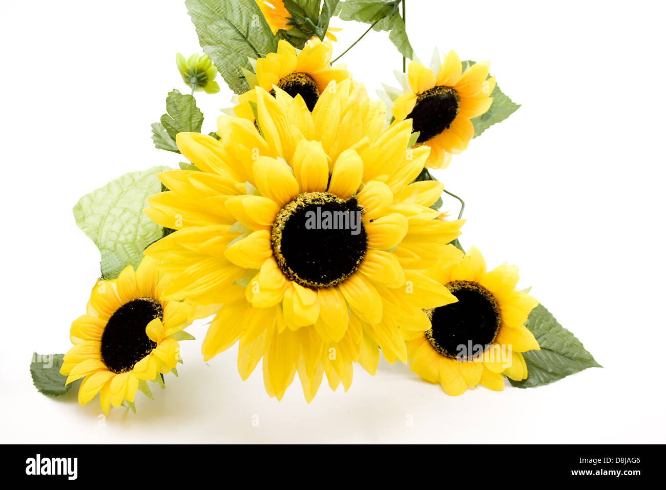 Blüten von Sonnenblumen Stockfoto