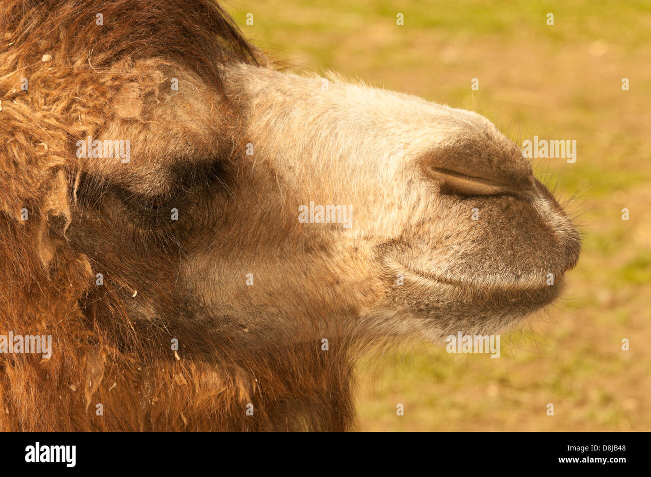 Baktrischen Kamel (Camelus Bactrianus) Stockfoto