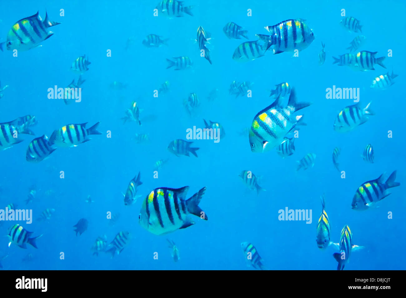 Unterwasserbilder von Sergeant-Major Fischen auf den Malediven, Indischer Ozean Stockfoto