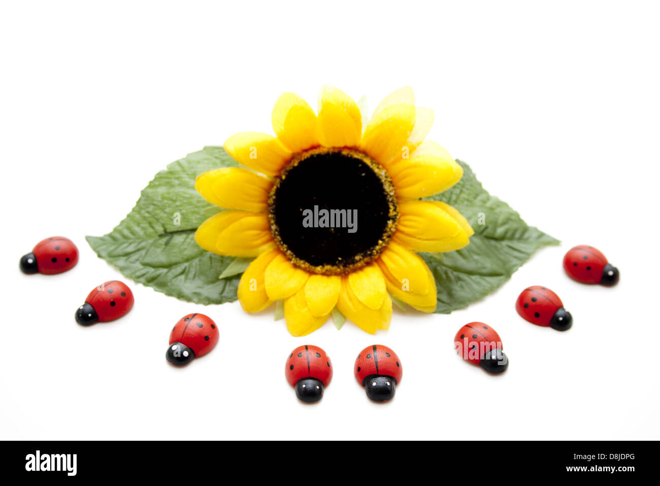 Sonnenblume mit Marienkäfer Stockfoto