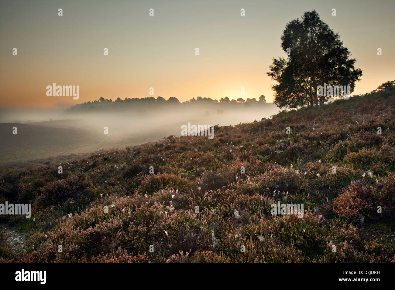 Ein Blick auf gemeinsame Rockford im New Forest, Hampshire UK, in der Morgendämmerung im Herbst Stockfoto