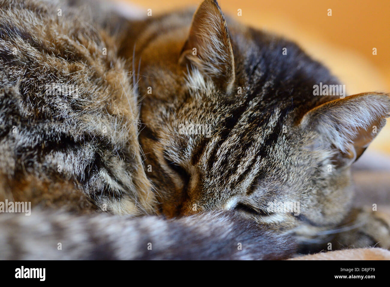 Tabby Katze schläft Stockfoto