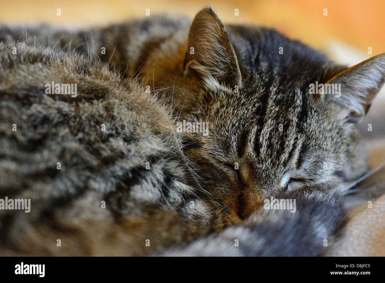 Tabby Katze schläft Stockfoto