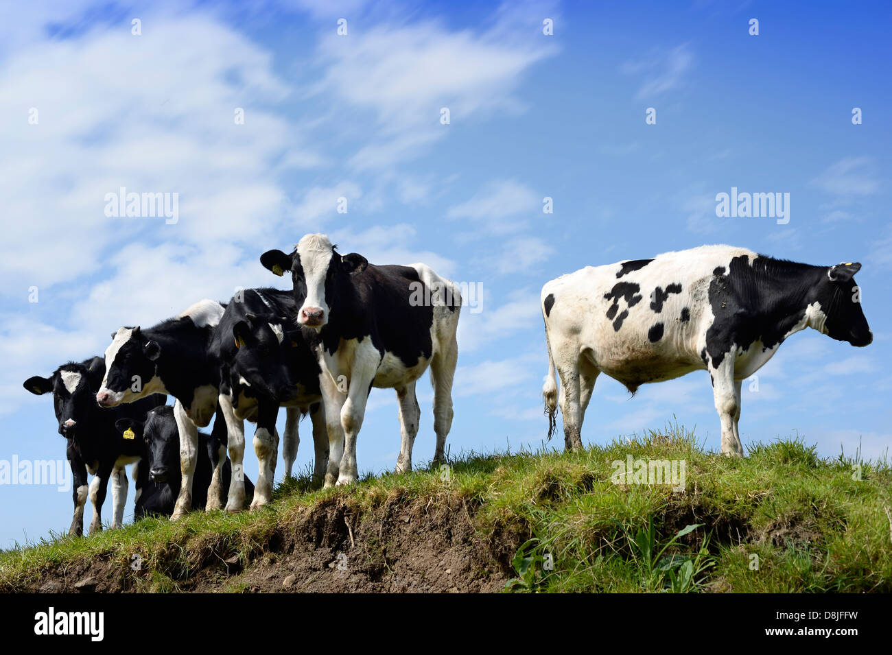 Vieh versammeln sich am Ufer eines Flusses zu trinken auf einer Farm Gloucestershire UK Stockfoto