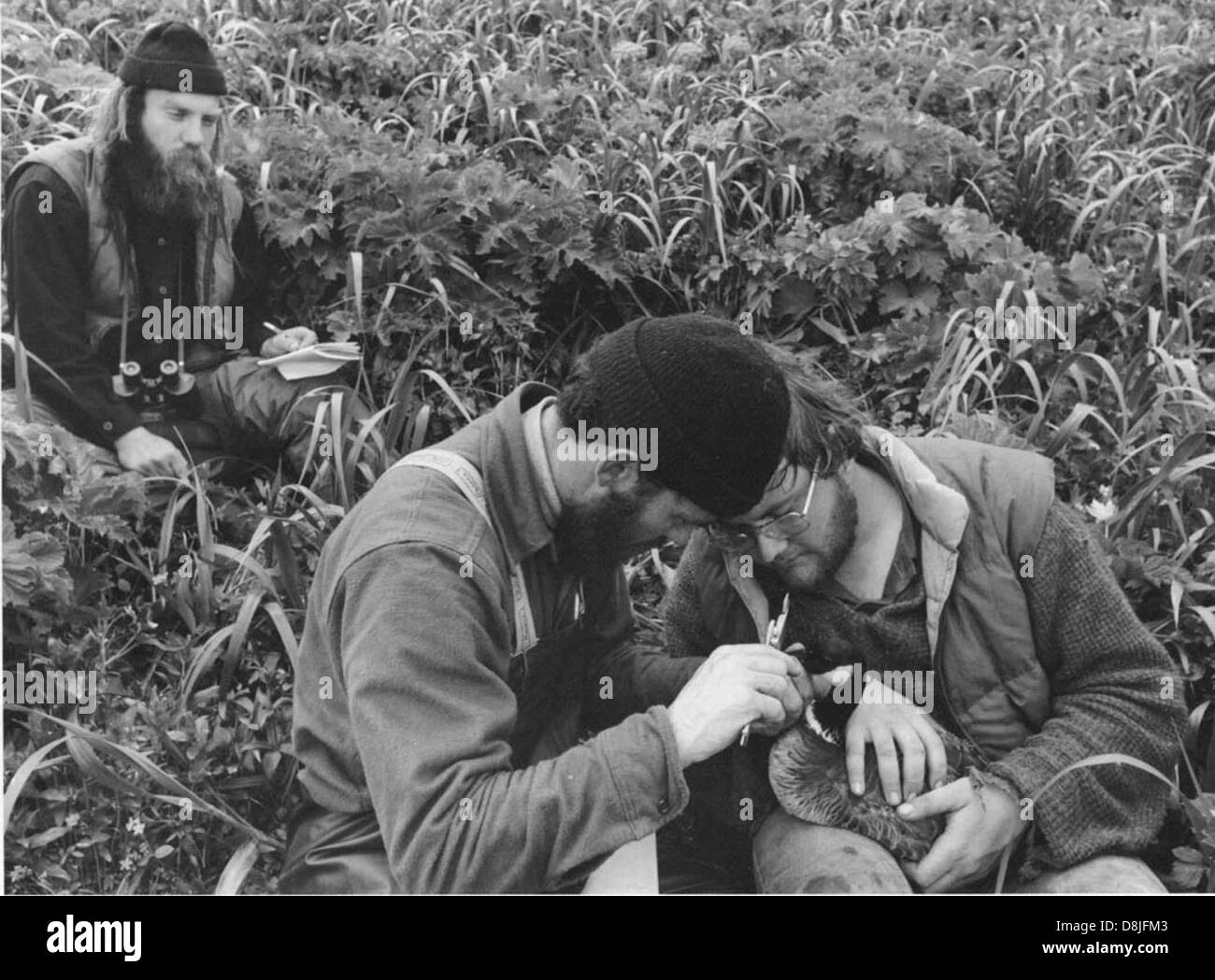 Männer im Bereich Arbeit mit Vogel Branta Canadensis. Stockfoto