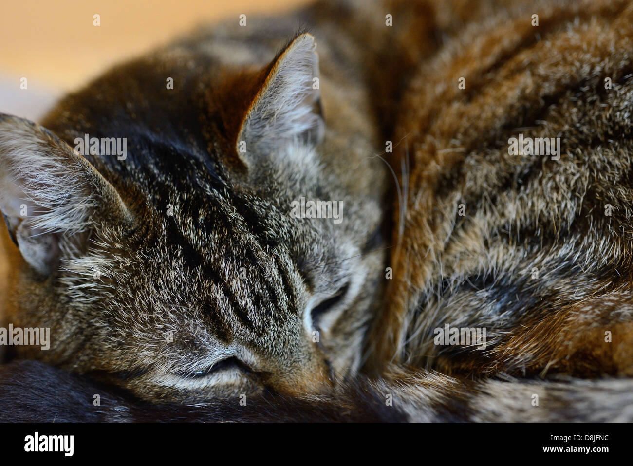 Tabby Katze schläft Stockfoto