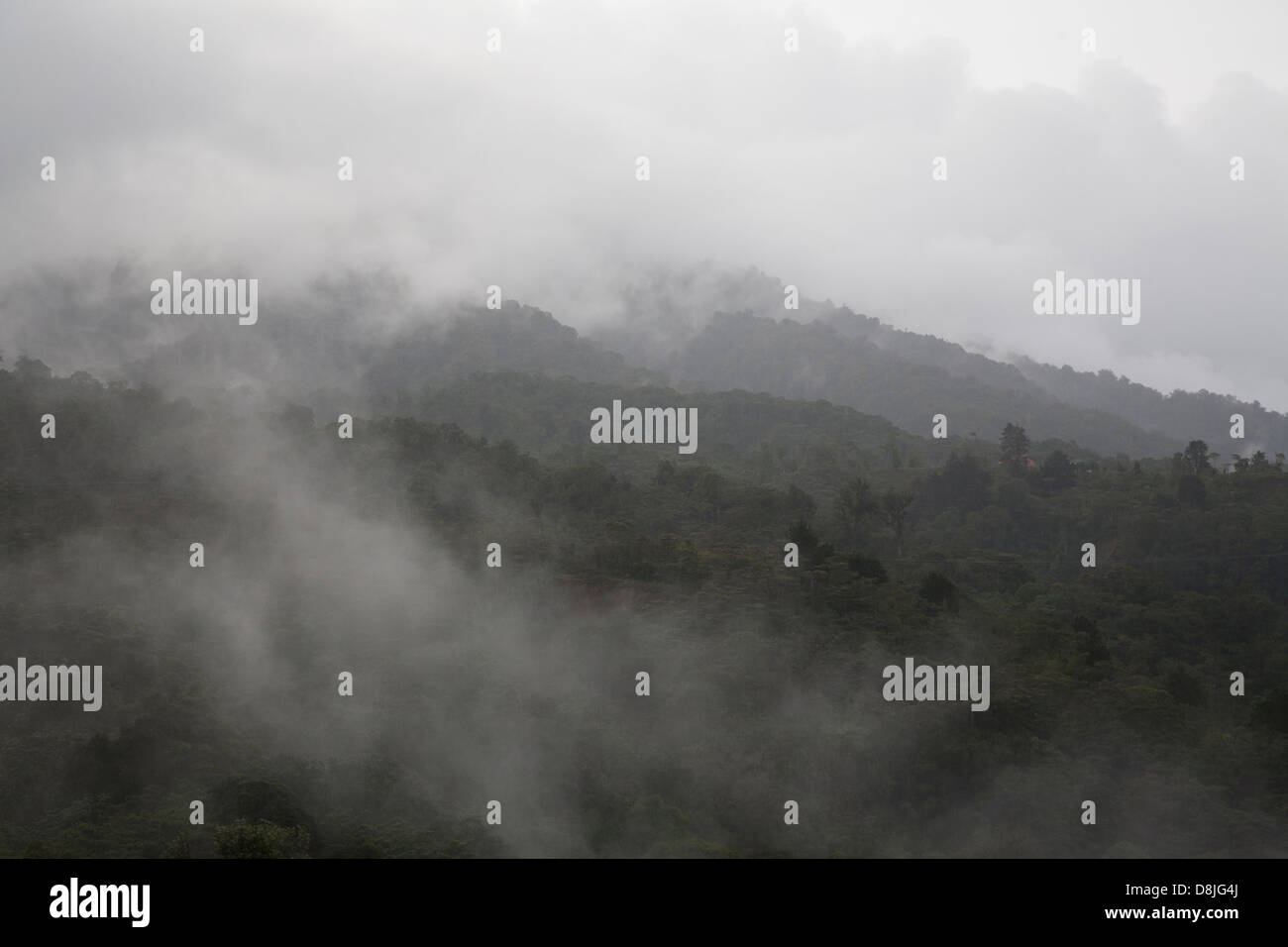 Nebelwald im zentralen Hochland von Costa Rica Stockfoto